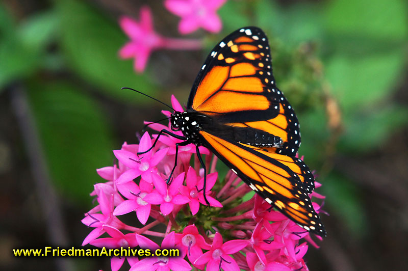butterfly,monarch,orange,purple,flower,nature,contrast,color,pollenation,